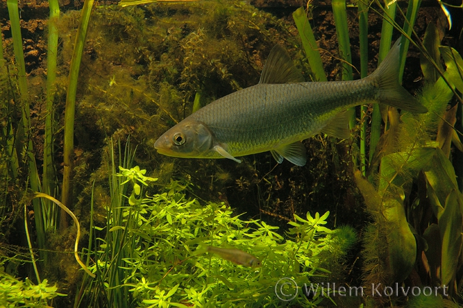 Dace ( Leuciscus leuciscus )