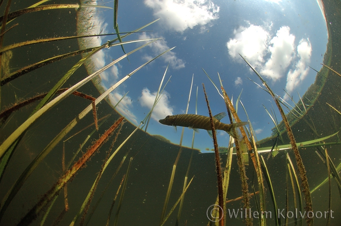 Snoekje tussen het riet ( Esox lucius ).