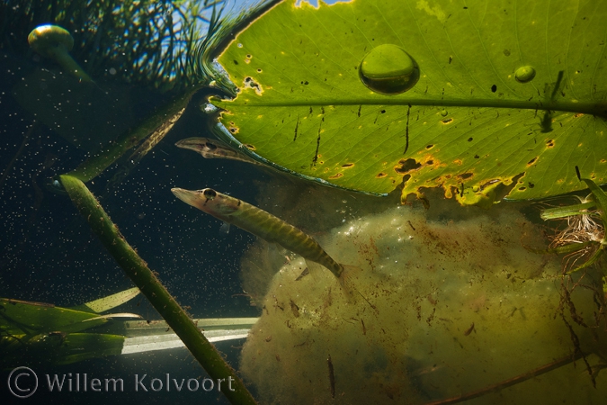 Snoekje ( Esox lucius ).