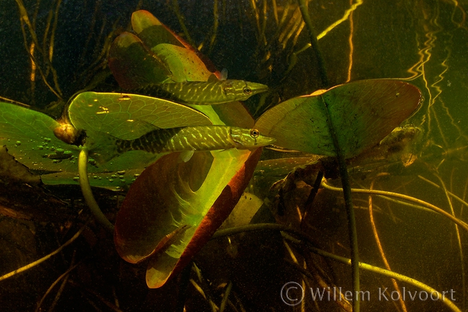 Pike ( Esox lucius )