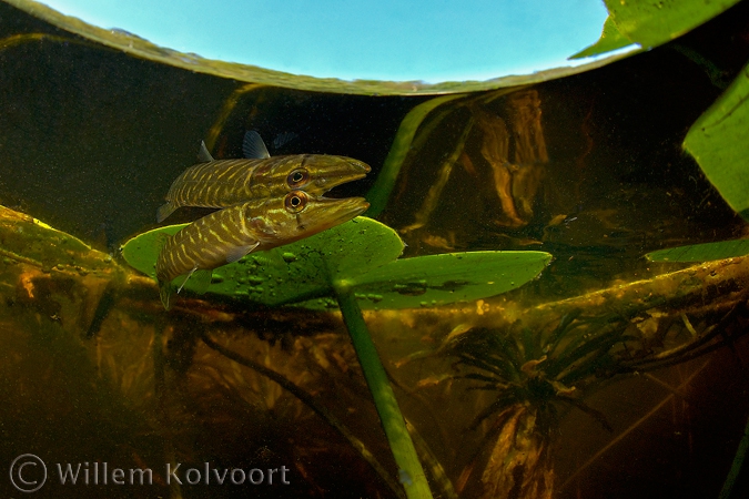 Snoekje aan de waterspiegel. ( Esox lucius ).
