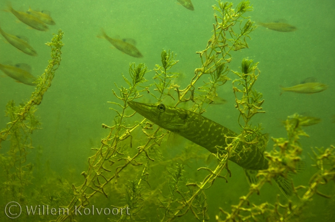 Snoekje tussen de waterpest ( Esox lucius ).