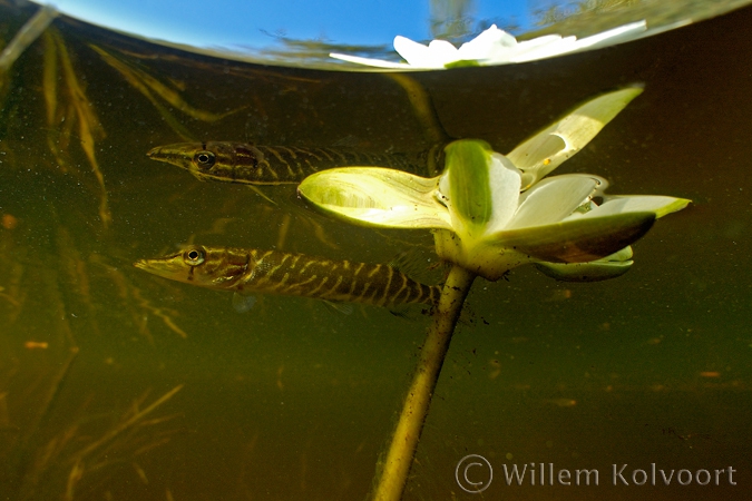 Snoekje onder de waterlelie. ( Esox lucius ).