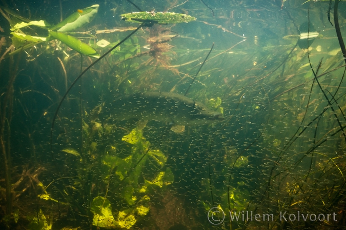 Snoek met visbroed ( Esox lucius ).
