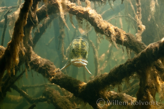 Snoek tussen de elzenwortels ( Esox lucius ).