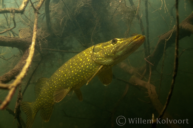 Pike ( Esox lucius ) 