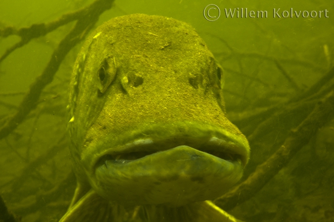 Pike ( Esox lucius ) 