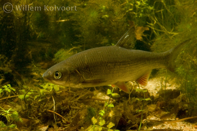 Winde ( Leuciscus ides ).