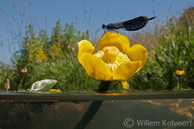 Weidebeekjuffer (Calopterix splendens).