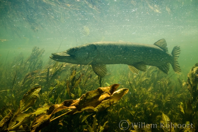 snoek in de stroming ( Esox lucius ).