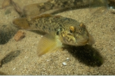 Round goby ( Neogobius melanostomus )