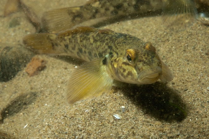 Round goby ( Neogobius melanostomus )