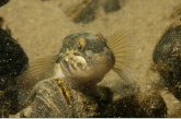 Round goby ( Neogobius melanostomus)