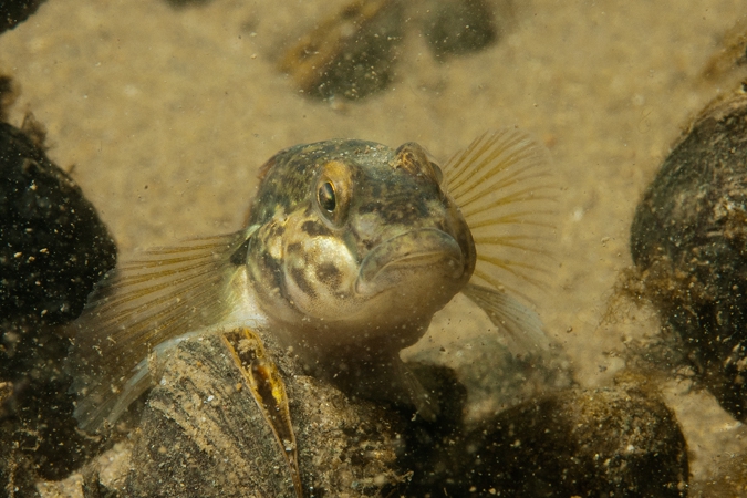 Round goby ( Neogobius melanostomus)