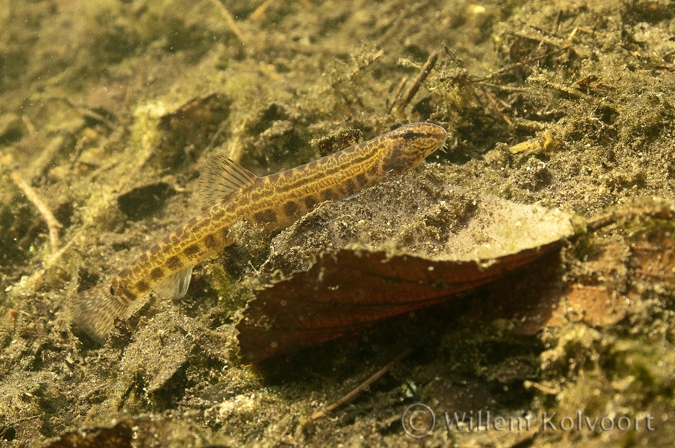 Kleine modderkruiper (Cobitis taenia).