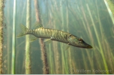 Snoekje bij de biezen (Esox lucius).