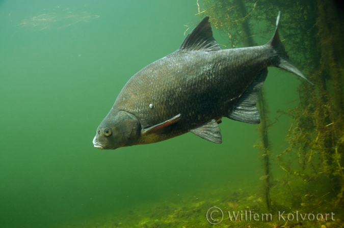 Bream ( Abramis brama )