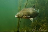 Bream ( Abramis brama )