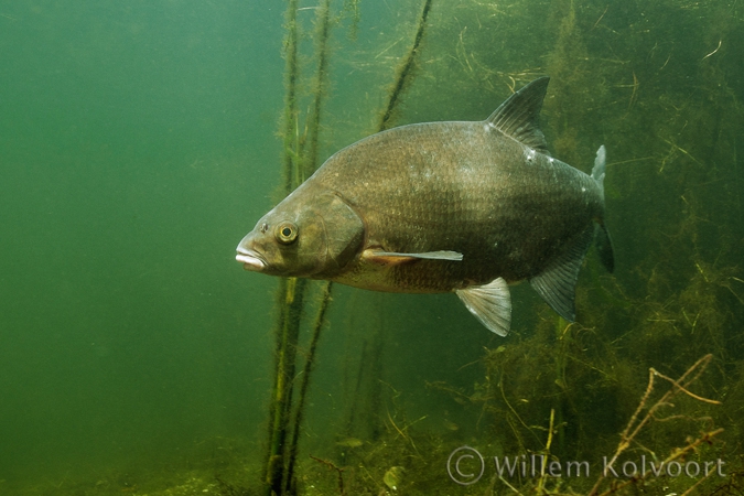 Bream ( Abramis brama )