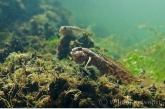 Round Goby ( Neogobius melanostomus )