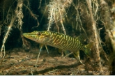 Snoekje (Esox lucius).