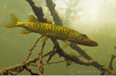 Snoek (Esox lucius) tussen de boomtakken.