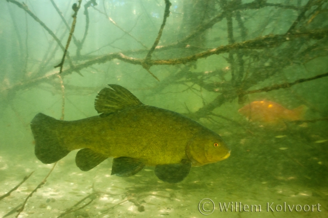 Tench ( Tinca tinca )