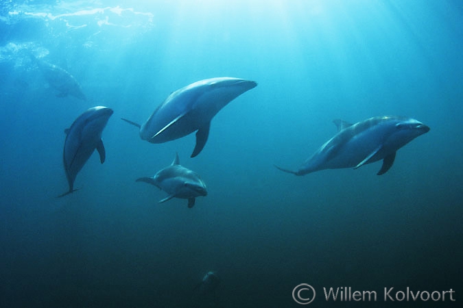 Dusky dolphins ( Lagenorhynchus obscurus )