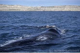 Zuidkaper ( Eubalaena australis ), moeder met baby