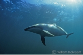 Dusky dolphin ( Lagenorhynchus obscurus )