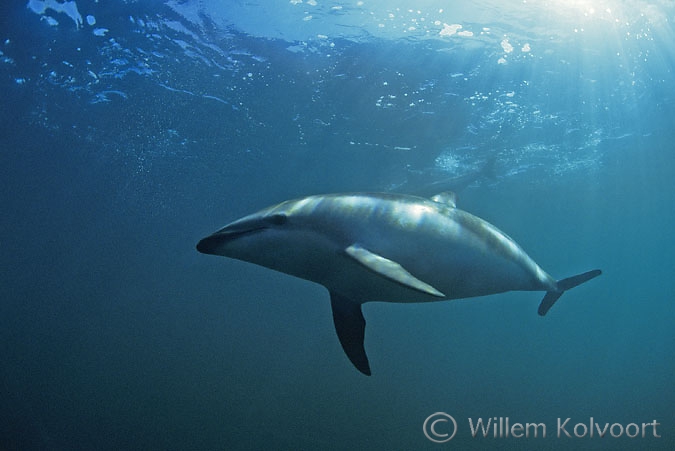 Dusky dolphin ( Lagenorhynchus obscurus )