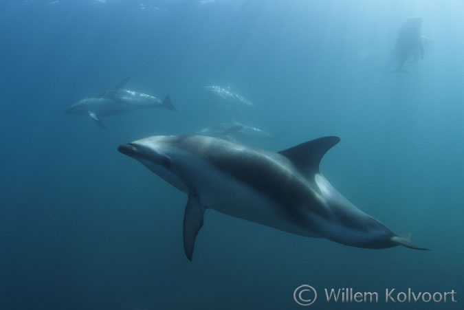 Dusky dolphin ( Lagenorhynchus obscurus )