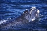 Zuidkaper ( Eubalaena australis ) aan de oppervlakte