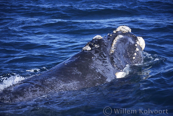 Southern Right Whale ( Eubalaena australis ) 