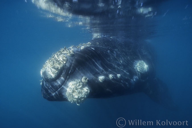 Southern Right Whale ( Eubalaena australis ) with reflection