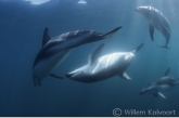 Dusky dolphins ( Lagenorhynchus obscurus ) 