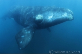 Southern Right Whale ( Eubalaena australis ) 