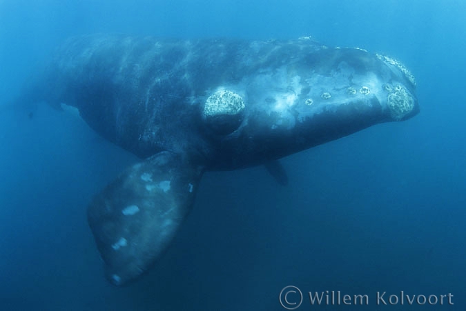 Zuidkaper ( Eubalaena australis )