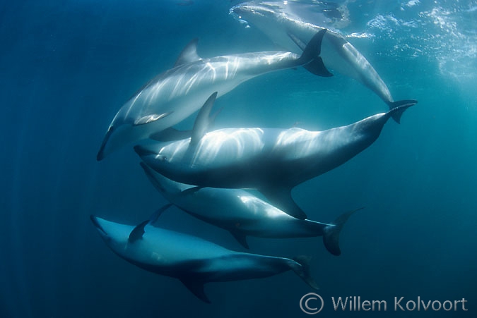 Dusky dolphins ( Lagenorhynchus obscurus ) mating