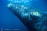 Southern Right Whale ( Eubalaena australis ) 