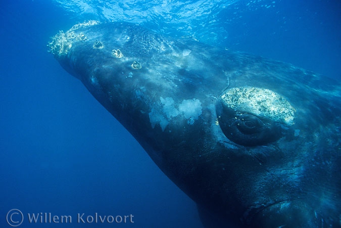 Southern Right Whale ( Eubalaena australis ) 