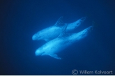 Risso's dolphins ( Grampus griseus )