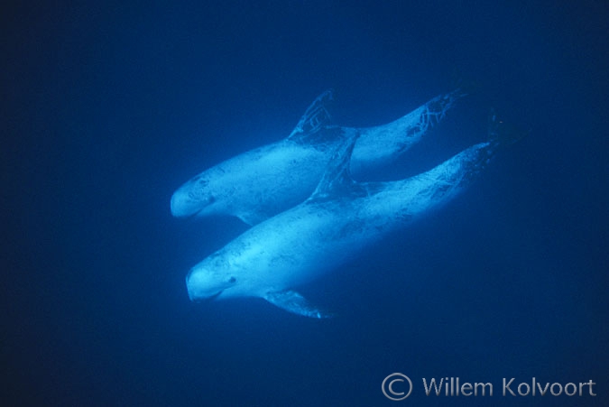 Risso's dolphins ( Grampus griseus )