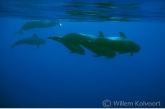 Long-finned pilot whale ( Globicephala melas )