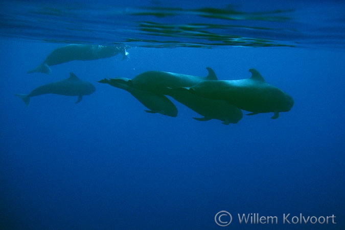 Long-finned pilot whale ( Globicephala melas )