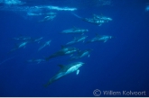 Short-beaked common dolphin ( Delphinus delphis )