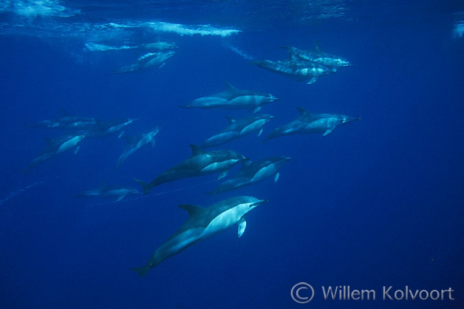 Short-beaked common dolphin ( Delphinus delphis )