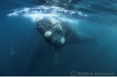 Southern Right Whale ( Eubalaena australis ) baby