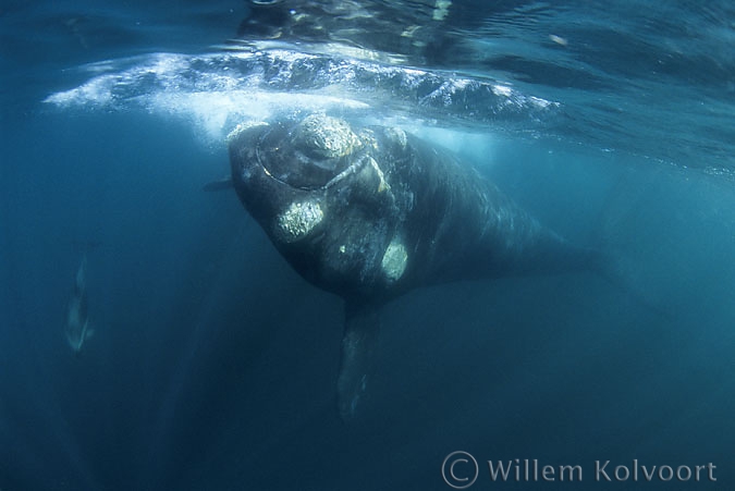 Southern Right Whale ( Eubalaena australis ) baby