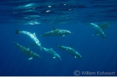 Atlantic spotted dolphin ( Stenella frontalis )